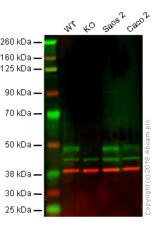 Western blot - Anti-WIPI2 antibody [2A2] (AB105459)