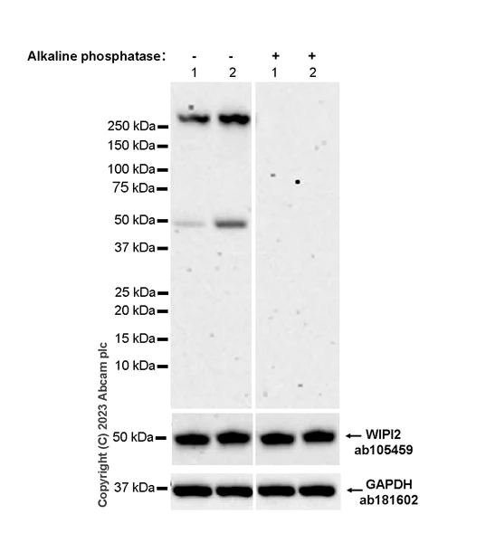 Western blot - Anti-WIPI2 antibody [2A2] (AB105459)