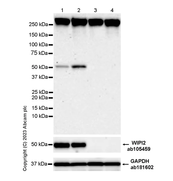 Western blot - Anti-WIPI2 antibody [2A2] (AB105459)