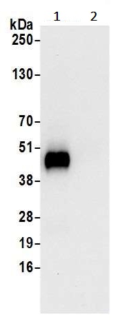 Immunoprecipitation - Anti-WIPI2 antibody (AB241278)