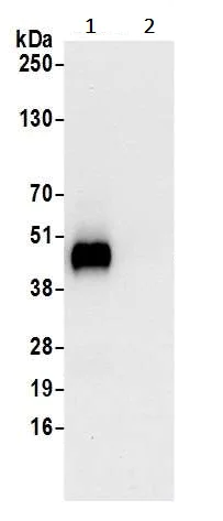 Immunoprecipitation - Anti-WIPI2 antibody (AB241278)