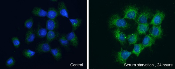 Immunocytochemistry/ Immunofluorescence - Anti-WIPI2 antibody - C-terminal (AB229225)