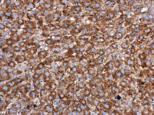 Immunohistochemistry (Formalin/PFA-fixed paraffin-embedded sections) - Anti-WIPI2 antibody - C-terminal (AB229225)