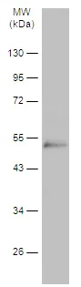 Western blot - Anti-WIPI2 antibody - C-terminal (AB229225)