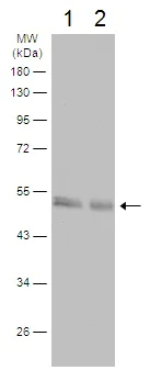 Western blot - Anti-WIPI2 antibody - C-terminal (AB229225)