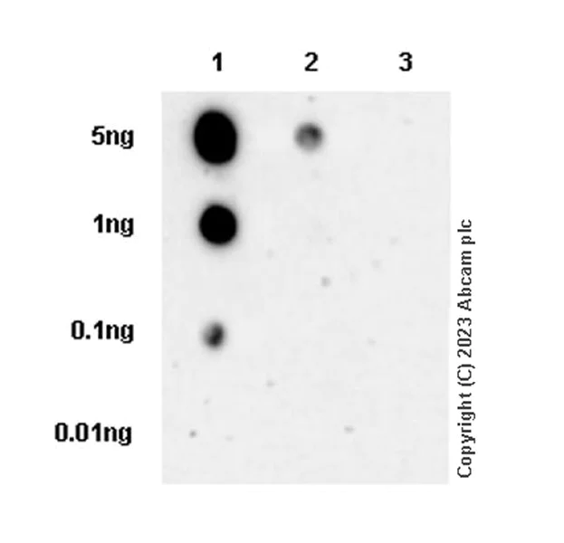 Dot Blot - Anti-WIPI2 (phospho S413) antibody [EPR27037-149] (AB310325)