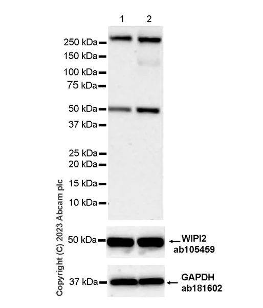 Western blot - Anti-WIPI2 (phospho S413) antibody [EPR27037-149] - BSA and Azide free (AB310326)