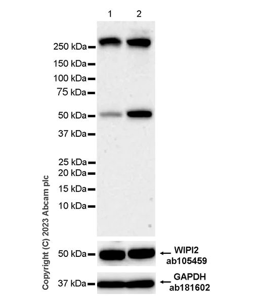 Western blot - Anti-WIPI2 (phospho S413) antibody [EPR27037-149] - BSA and Azide free (AB310326)