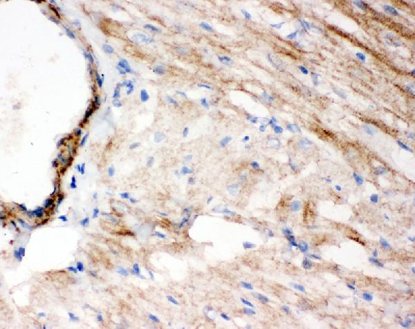 Immunohistochemistry (Frozen sections) - Anti-WISP1 antibody - C-terminal (AB178547), expandable thumbnail