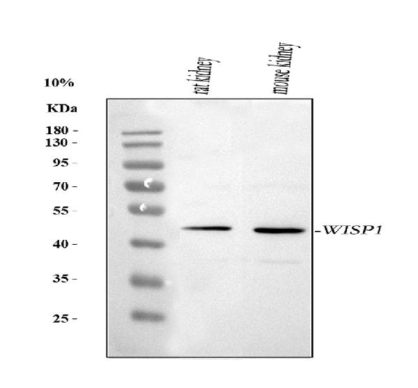 Western blot - Anti-WISP1 antibody - C-terminal (ab178547), expandable thumbnail