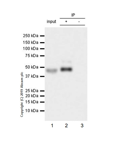 Immunoprecipitation - Anti-WISP1 antibody [EPR22852-267] (AB260036)