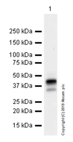 Western blot - Anti-WISP1 antibody [EPR22852-267] (AB260036)