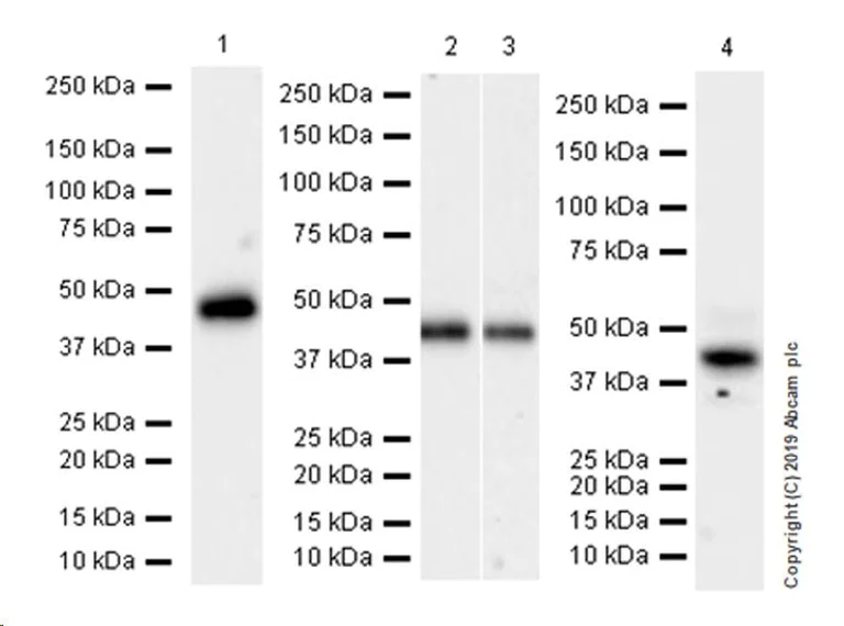 Western blot - Anti-WISP1 antibody [EPR22852-267] (AB260036)