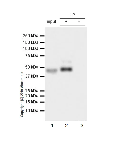 Immunoprecipitation - Anti-WISP1 antibody [EPR22852-267] - BSA and Azide free (AB263948)