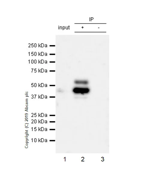 Immunoprecipitation - Anti-WISP1 antibody [EPR22852-267] - BSA and Azide free (AB263948)