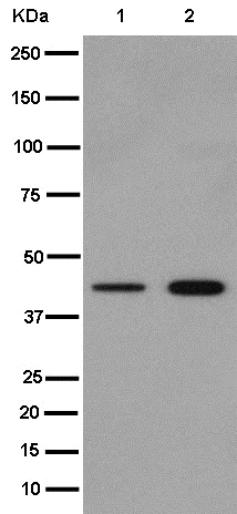 Western blot - Anti-WISP3 antibody [EPR14769] - BSA and Azide free (AB250940)