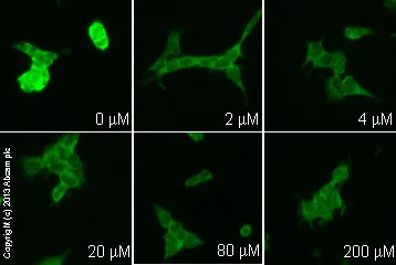 Functional Studies - Withaferin A from Withania somnifera (AB120644)