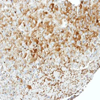 Immunohistochemistry (Formalin/PFA-fixed paraffin-embedded sections) - Anti-WNK1 antibody (AB137687)