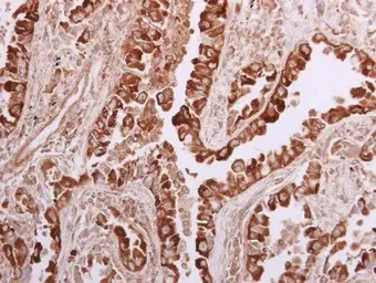 Immunohistochemistry (Formalin/PFA-fixed paraffin-embedded sections) - Anti-WNK1 antibody (AB137687)