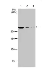Western blot - Anti-WNK1 antibody (AB137687)
