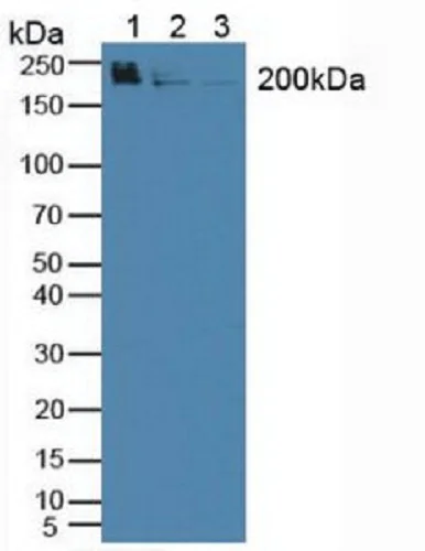 Western blot - Anti-WNK1 antibody (AB233266)