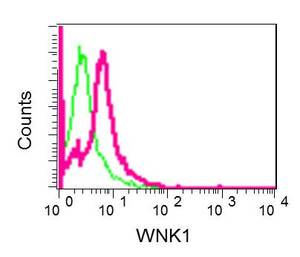 Flow Cytometry (Intracellular) - Anti-WNK1 antibody [EPR2743(3)] (AB174854)