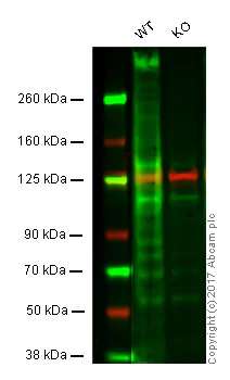 Western blot - Anti-WNK1 antibody [EPR2743(3)] (AB174854)