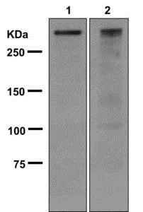 Western blot - Anti-WNK1 antibody [EPR2743(3)] - BSA and Azide free (AB249840)