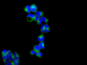 Immunocytochemistry/ Immunofluorescence - Anti-WNK1 antibody [EPR2744(3)] - BSA and Azide free (AB250294), expandable thumbnail