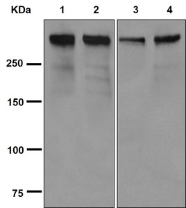 Western blot - Anti-WNK1 antibody [EPR2744(3)] - BSA and Azide free (AB250294), expandable thumbnail