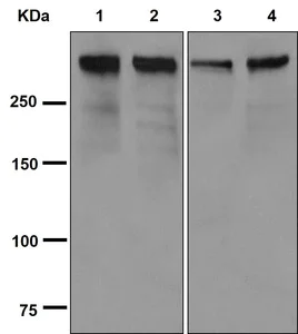 Western blot - Anti-WNK1 antibody [EPR2744(3)] - BSA and Azide free (AB250294)