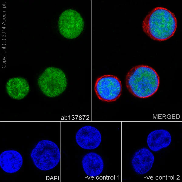 Immunocytochemistry/ Immunofluorescence - Wnt/Beta Catenin Signaling Pathway Antibody Sampler Panel (AB228526)