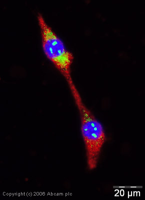Immunocytochemistry/ Immunofluorescence - Anti-Wnt1 antibody (AB15251), expandable thumbnail