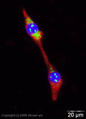 Immunocytochemistry/ Immunofluorescence - Anti-Wnt1 antibody (AB15251)