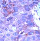 Immunohistochemistry (Formalin/PFA-fixed paraffin-embedded sections) - Anti-Wnt1 antibody (AB15251), expandable thumbnail