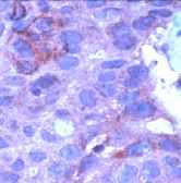 Immunohistochemistry (Formalin/PFA-fixed paraffin-embedded sections) - Anti-Wnt1 antibody (AB15251)