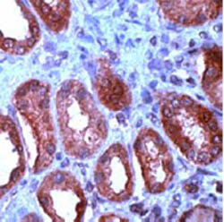 Immunohistochemistry (Formalin/PFA-fixed paraffin-embedded sections) - Anti-Wnt1 antibody (AB15251), expandable thumbnail