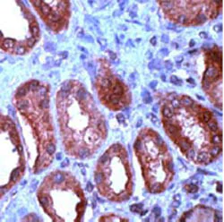 Immunohistochemistry (Formalin/PFA-fixed paraffin-embedded sections) - Anti-Wnt1 antibody (AB15251)