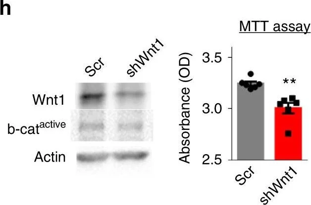 Western blot - Anti-Wnt1 antibody (AB15251)