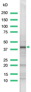 Western blot - Anti-Wnt1 antibody (AB15251), expandable thumbnail