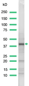 Western blot - Anti-Wnt1 antibody (AB15251)