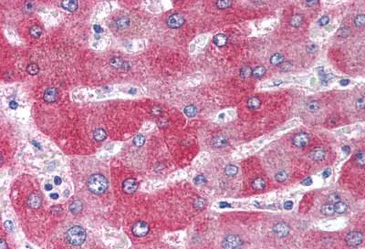 Immunohistochemistry (Formalin/PFA-fixed paraffin-embedded sections) - Anti-Wnt1 antibody (AB189001)