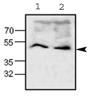 Western blot - Anti-Wnt1 antibody (AB63934)