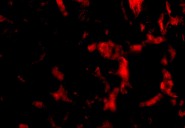 Immunocytochemistry/ Immunofluorescence - Anti-Wnt10a antibody (AB106522)