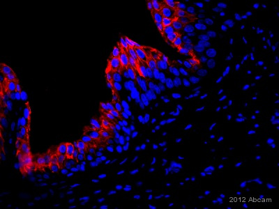 Immunohistochemistry (Formalin/PFA-fixed paraffin-embedded sections) - Anti-Wnt10a antibody (AB106522)