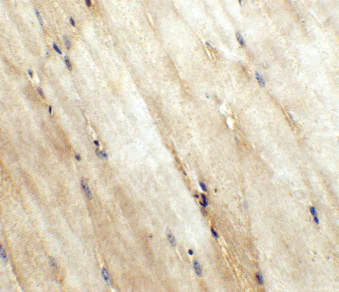 Immunohistochemistry (Formalin/PFA-fixed paraffin-embedded sections) - Anti-Wnt10a antibody (AB106522)