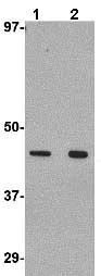 Western blot - Anti-Wnt10a antibody (AB106522)
