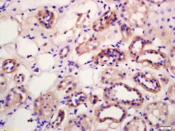 Immunohistochemistry (Formalin/PFA-fixed paraffin-embedded sections) - Anti-Wnt10b antibody (AB217632)