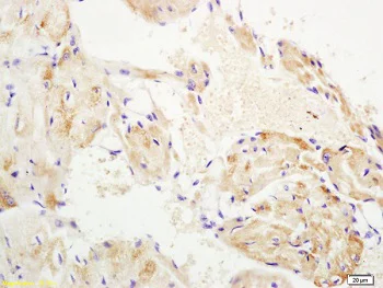 Immunohistochemistry (Formalin/PFA-fixed paraffin-embedded sections) - Anti-Wnt10b antibody (AB217632)