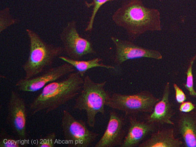 Immunocytochemistry/ Immunofluorescence - Anti-Wnt10b antibody (AB70816), expandable thumbnail